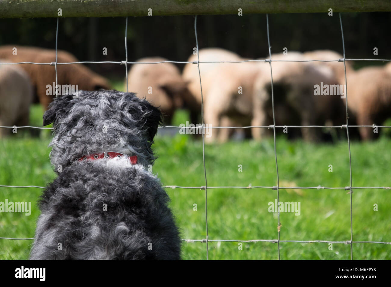 Back of dog watching sheep through fence Stock Photo