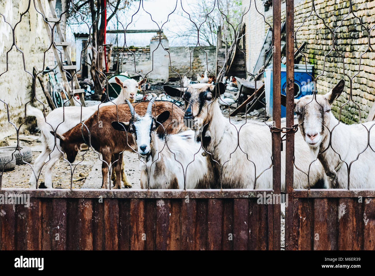 Goats in the yard Stock Photo