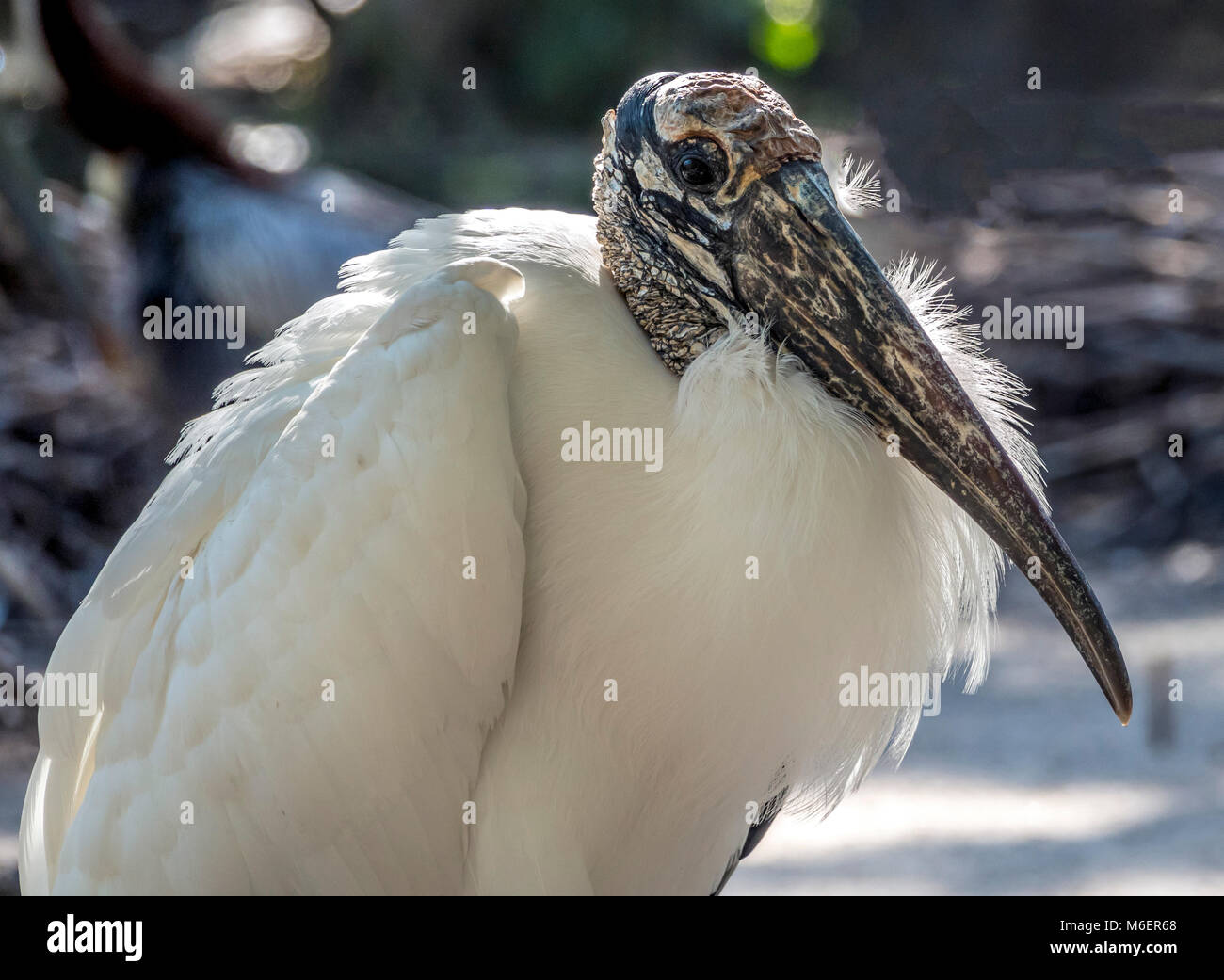 Wood stork, Mycteria americana, is a large American wading bird in the ...