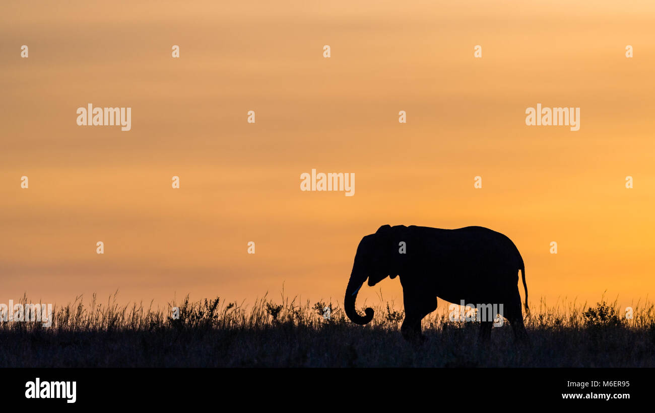 Images of wildlife hi-res stock photography and images - Alamy