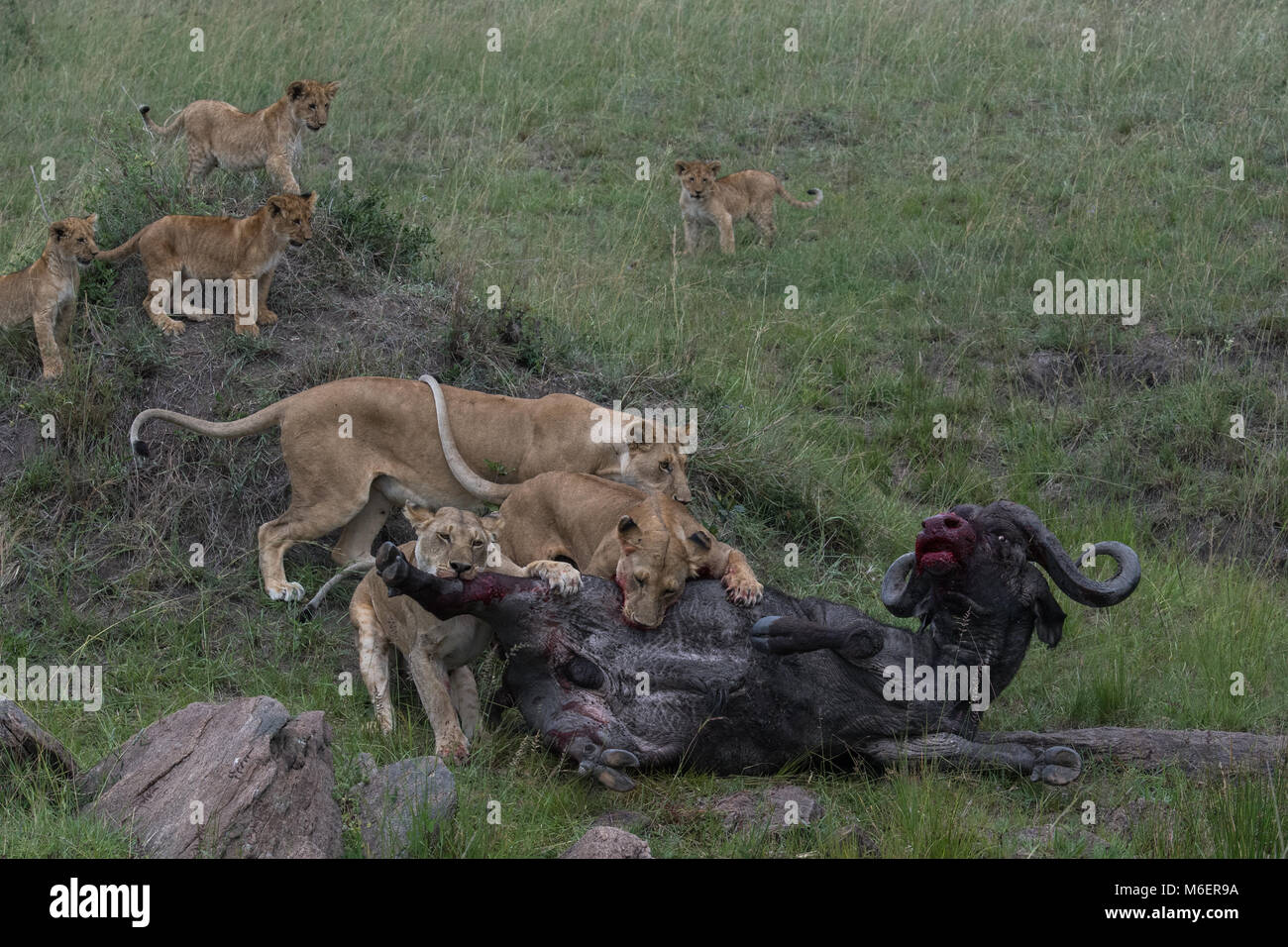 Buffalo Kill by Lions African Wildlife Stock Photo Alamy
