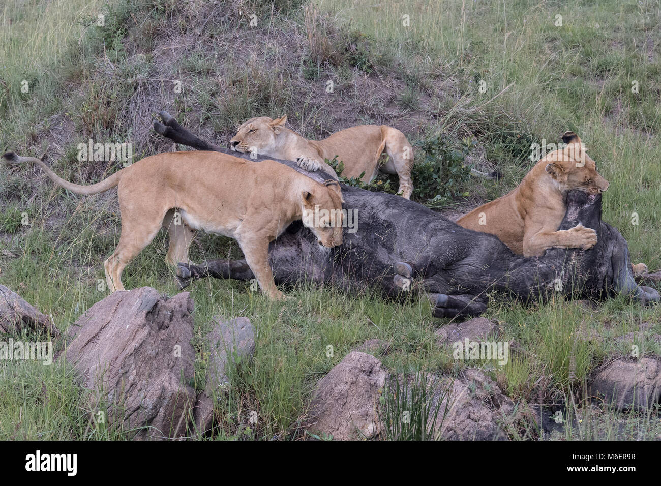 Buffalo Kill by Lions African Wildlife Stock Photo Alamy