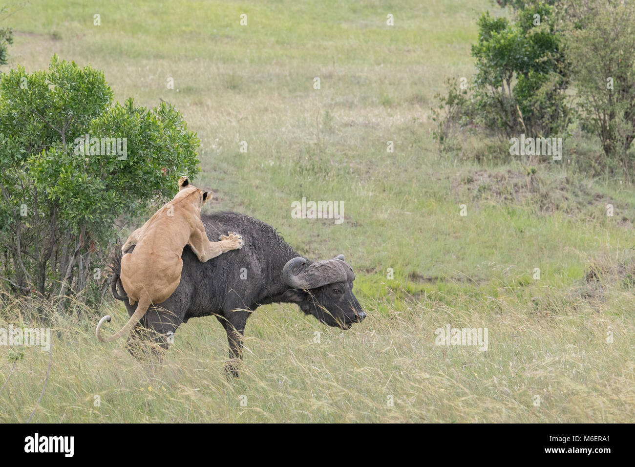 Buffalo Kill by Lions African Wildlife Stock Photo Alamy