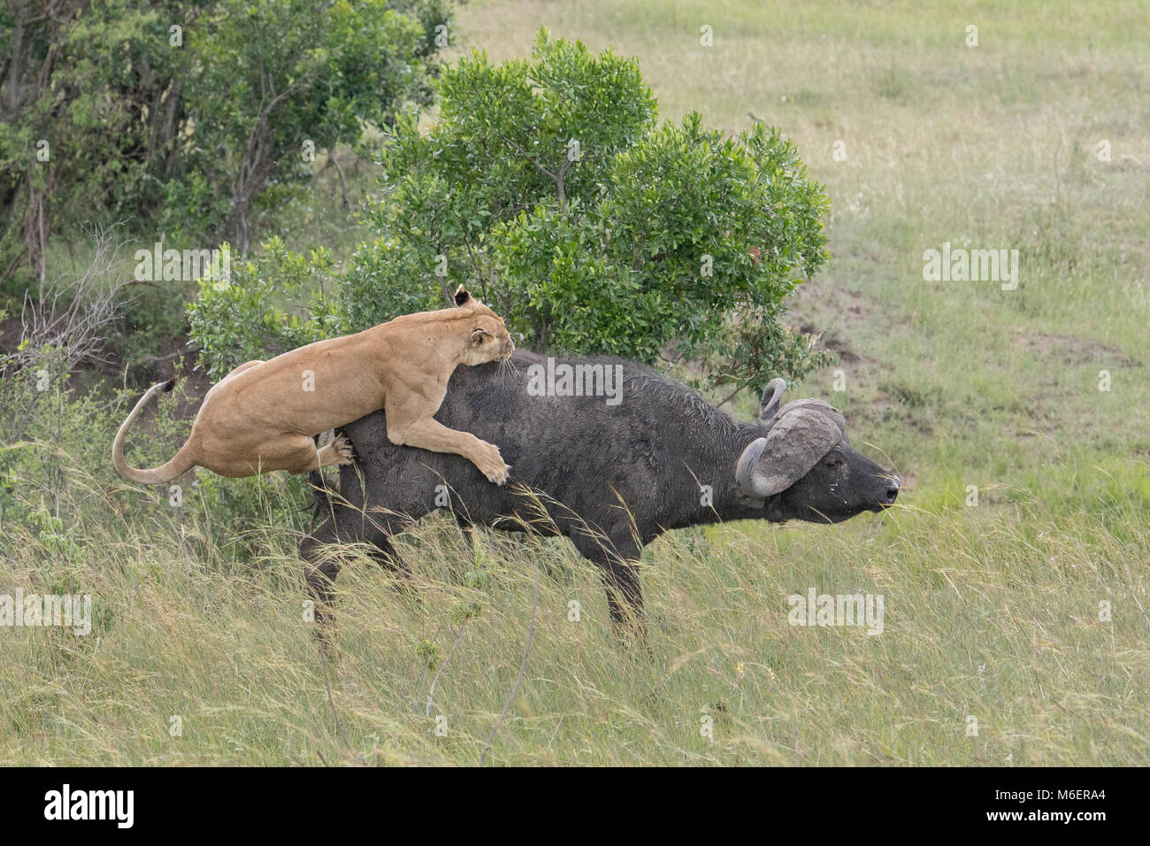 Buffalo Kill by Lions African Wildlife Stock Photo Alamy