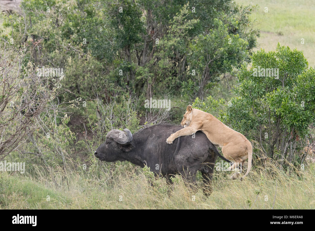 Buffalo Kill by Lions African Wildlife Stock Photo Alamy