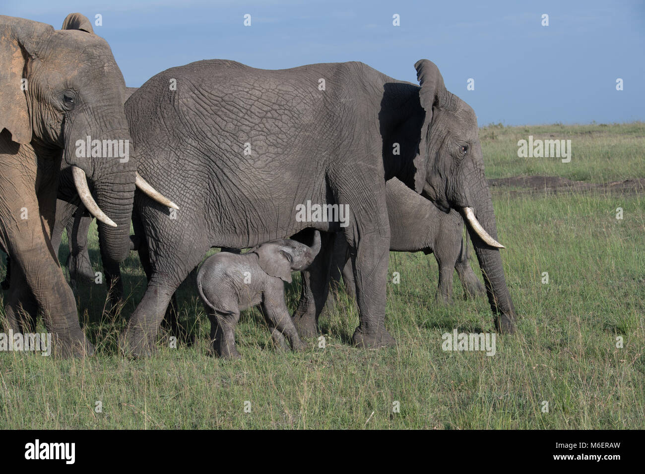 Elephant Family - African Wildlife Stock Photo