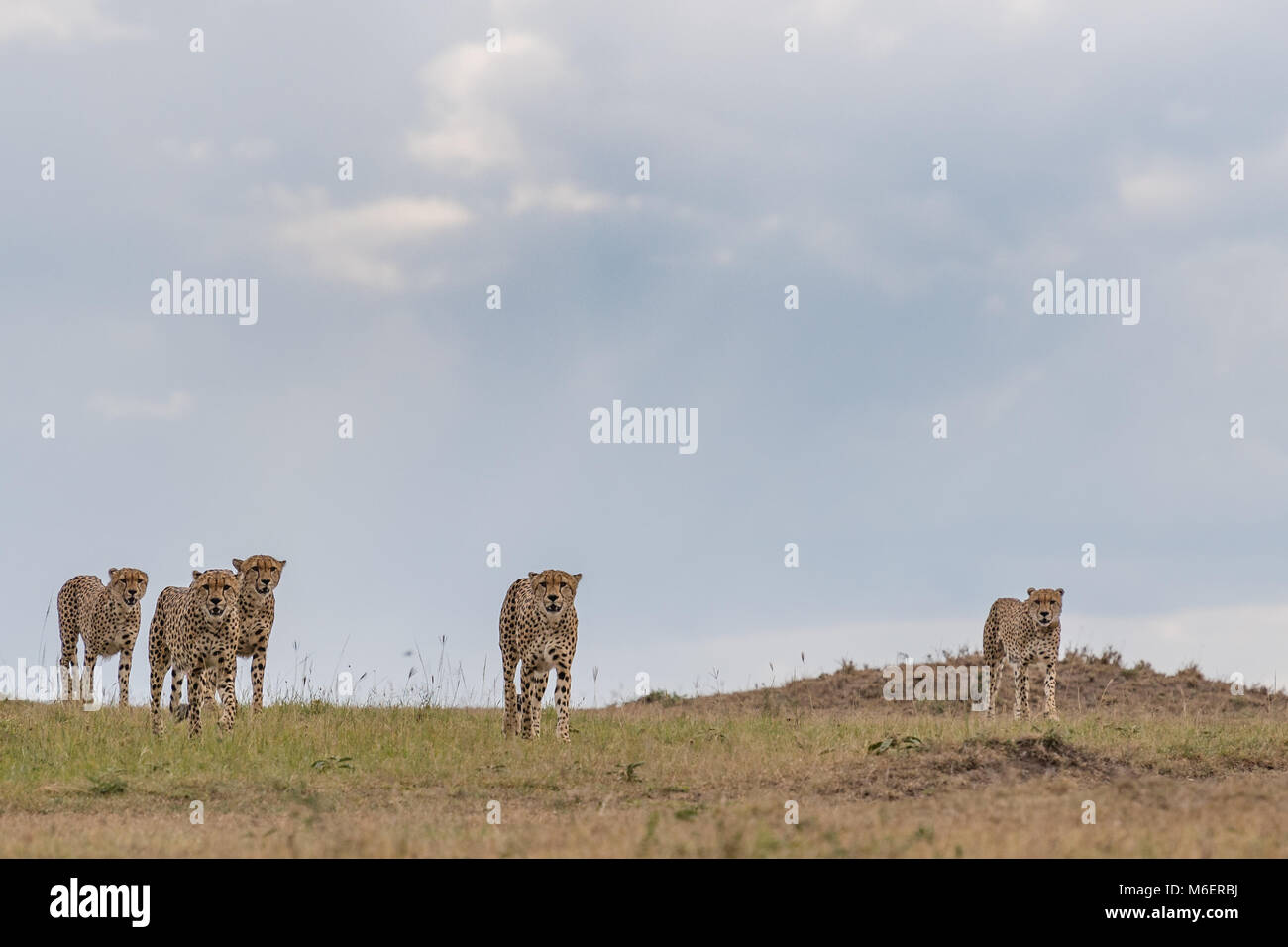 Five Musketeers - Cheetahs - African Wildlife Stock Photo