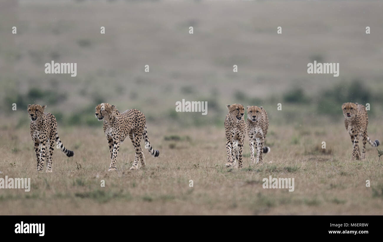 Five Musketeers - Cheetahs - African Wildlife Stock Photo