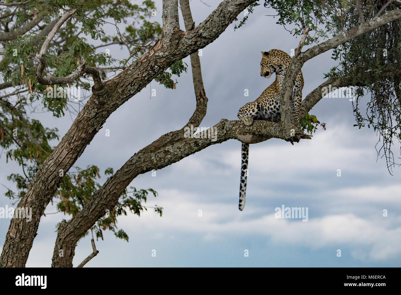 Leopard Pose High Resolution Stock Photography and Images - Alamy