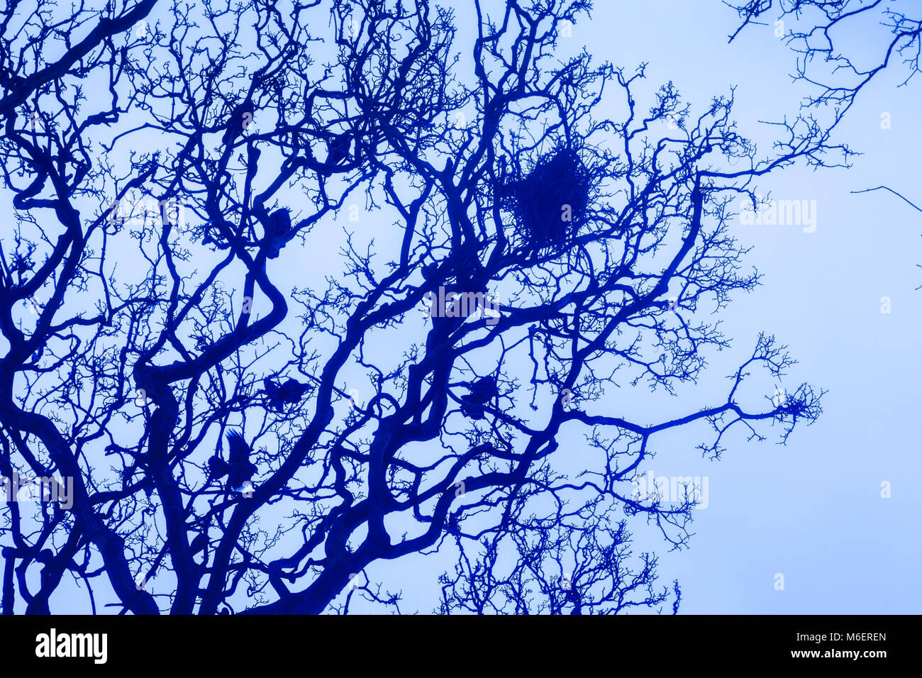 Spooky view of a ravens nest in oak trees with a blue and desolate atmosphere Stock Photo