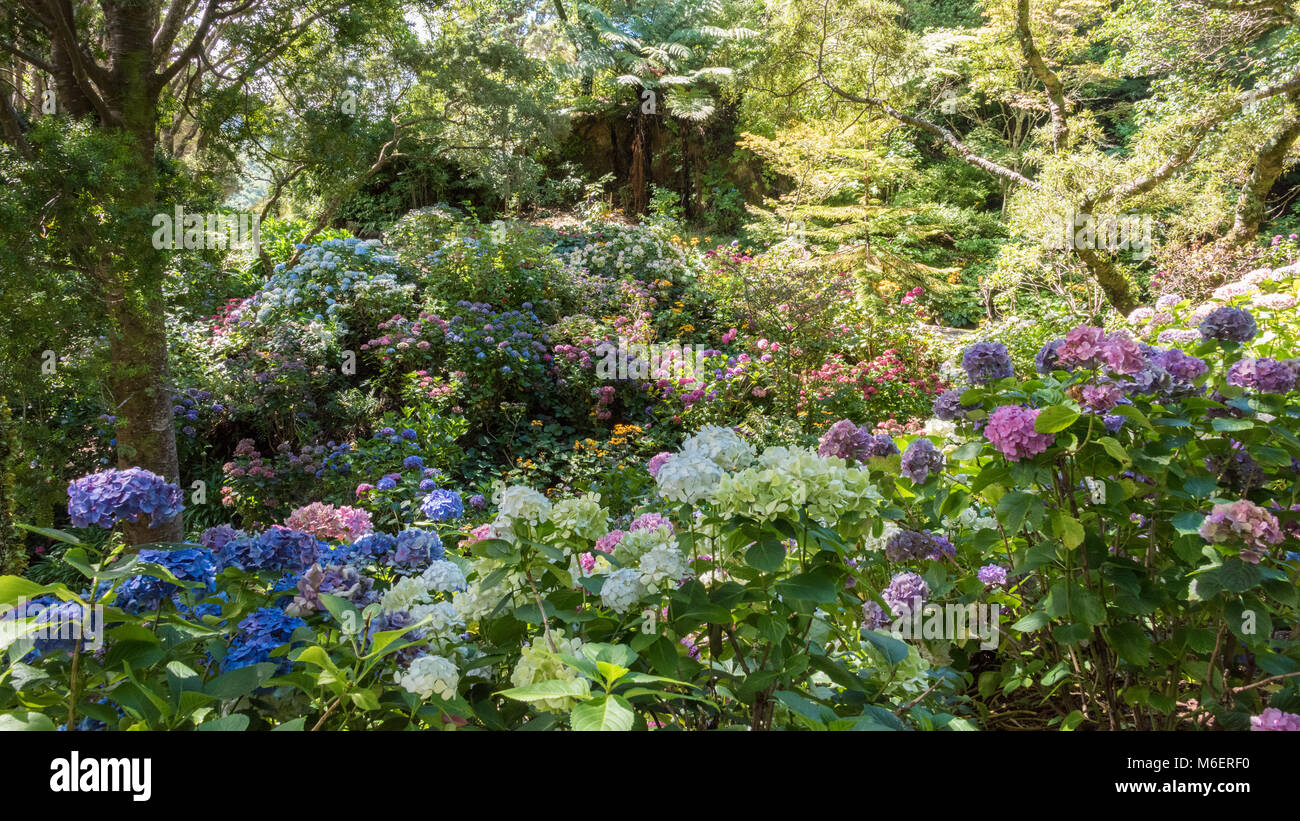 Botanical Gardens, Central Wellington, New Zealand Stock Photo Alamy