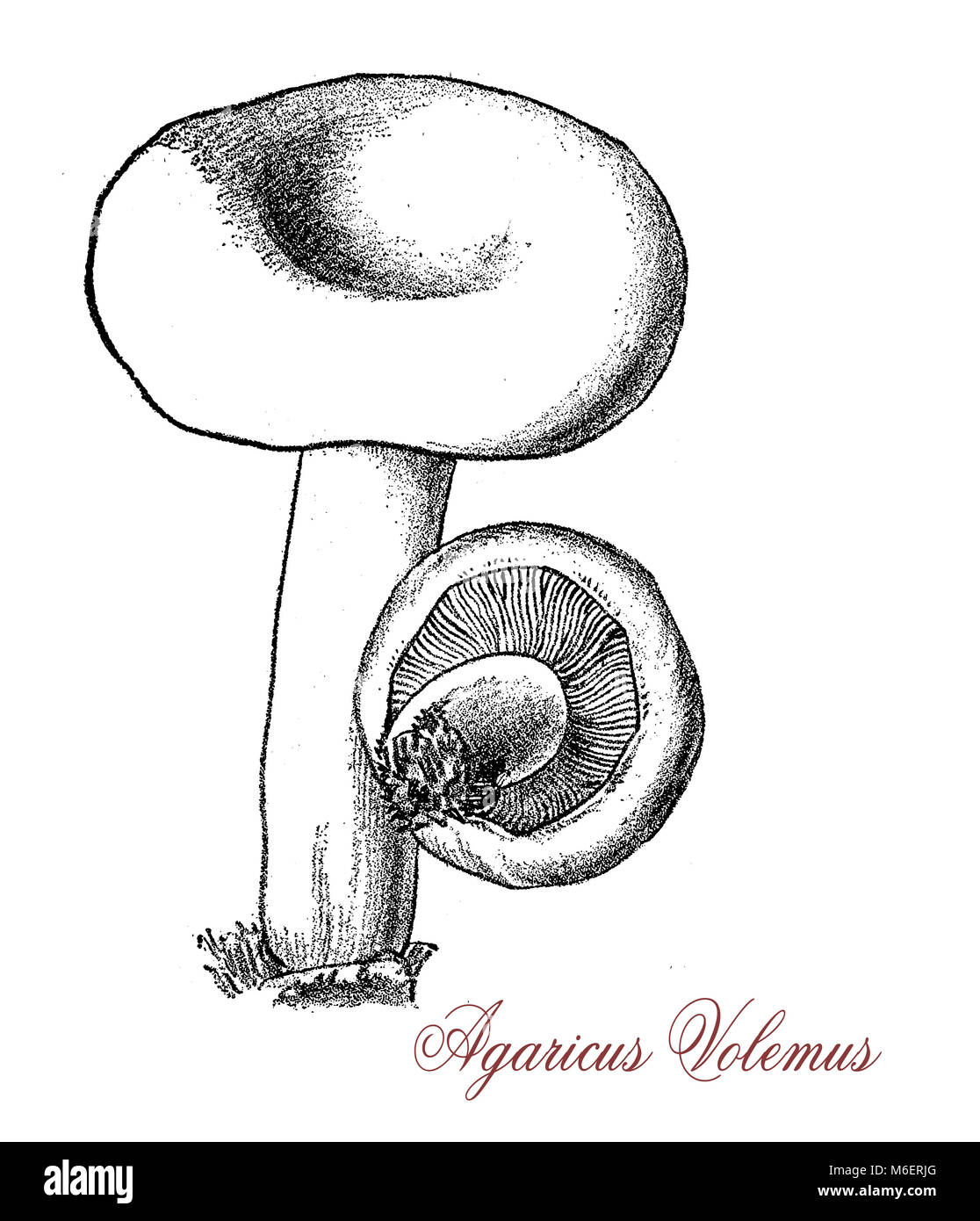 Vintage engraving of Lactifluus volemus, edible mushroom with fishy smell, it exude a milky latex and contains a natural rubber Stock Photo