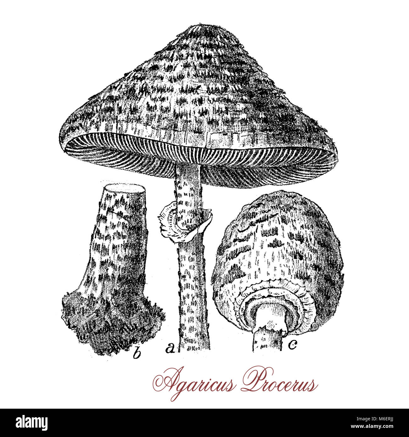 Vintage engraving of parasol mushroom,the cap is covered by a snake-like skin and can be very large cap up to 40 cm. in diameter, toxic if eaten raw Stock Photo