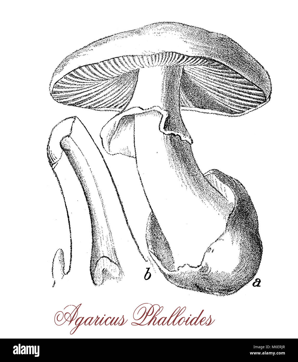 Vintage engraving of Amanita phalloides or death cap,deadly poisonous  fungus very similar to edible mushrooms with risk of accidental poisoning Stock Photo