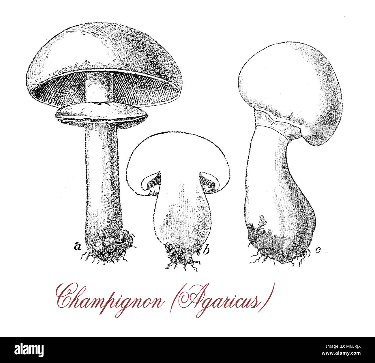 Vintage engraving of agaricus champignon  with white cap and white flesh, widely eaten and cultivated Stock Photo