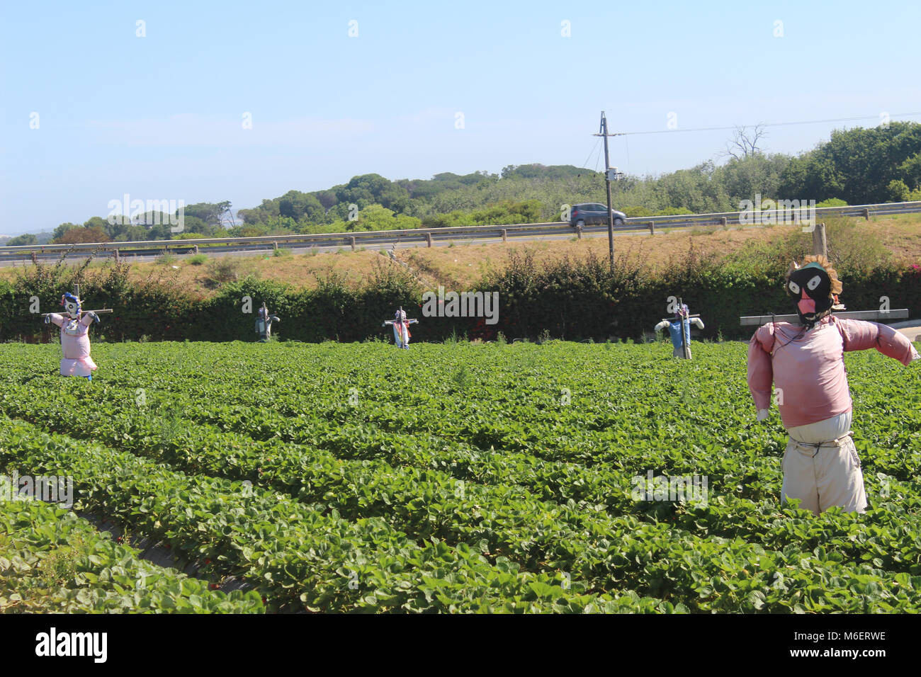 Strawberry farm stellenbosch hires stock photography and images Alamy
