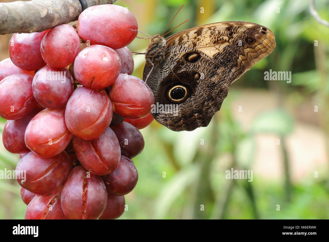 Butterfly sipping grapes Stock Photo Alamy
