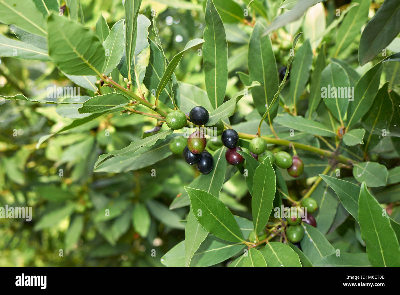 Laurus nobilis Stock Photo Alamy