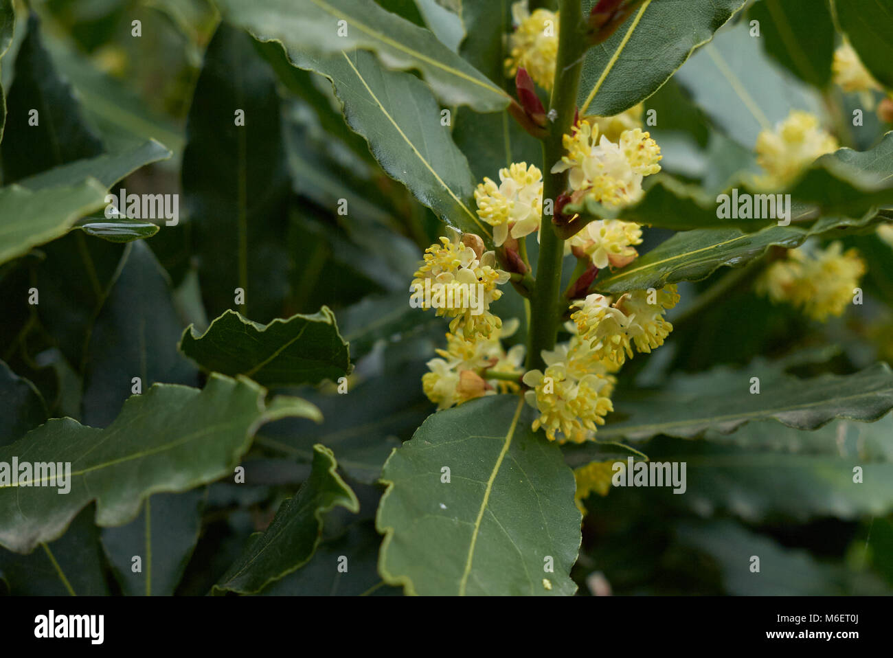 Laurus nobilis Stock Photo Alamy
