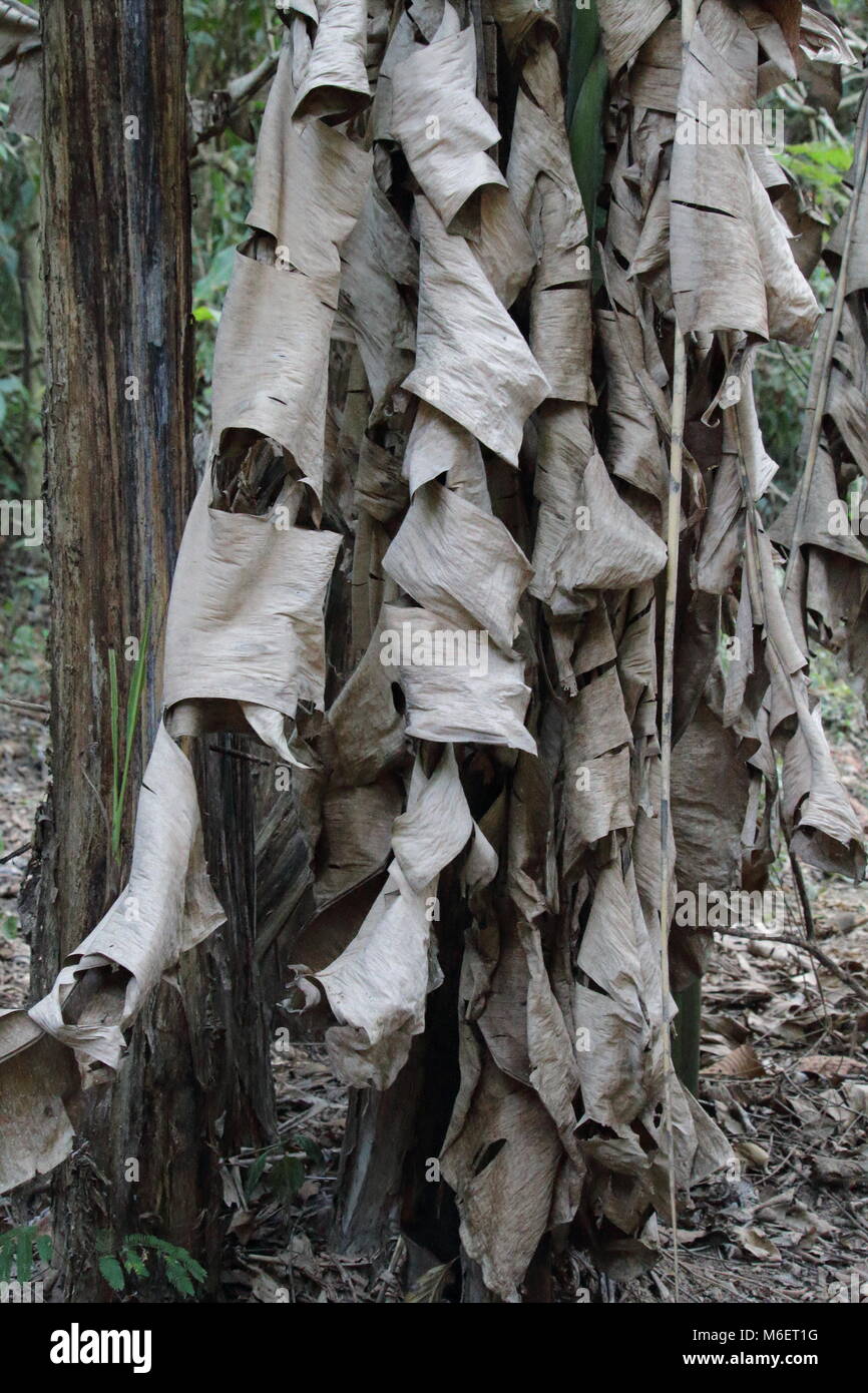 Dried Banana Leaves Stock Photo Alamy