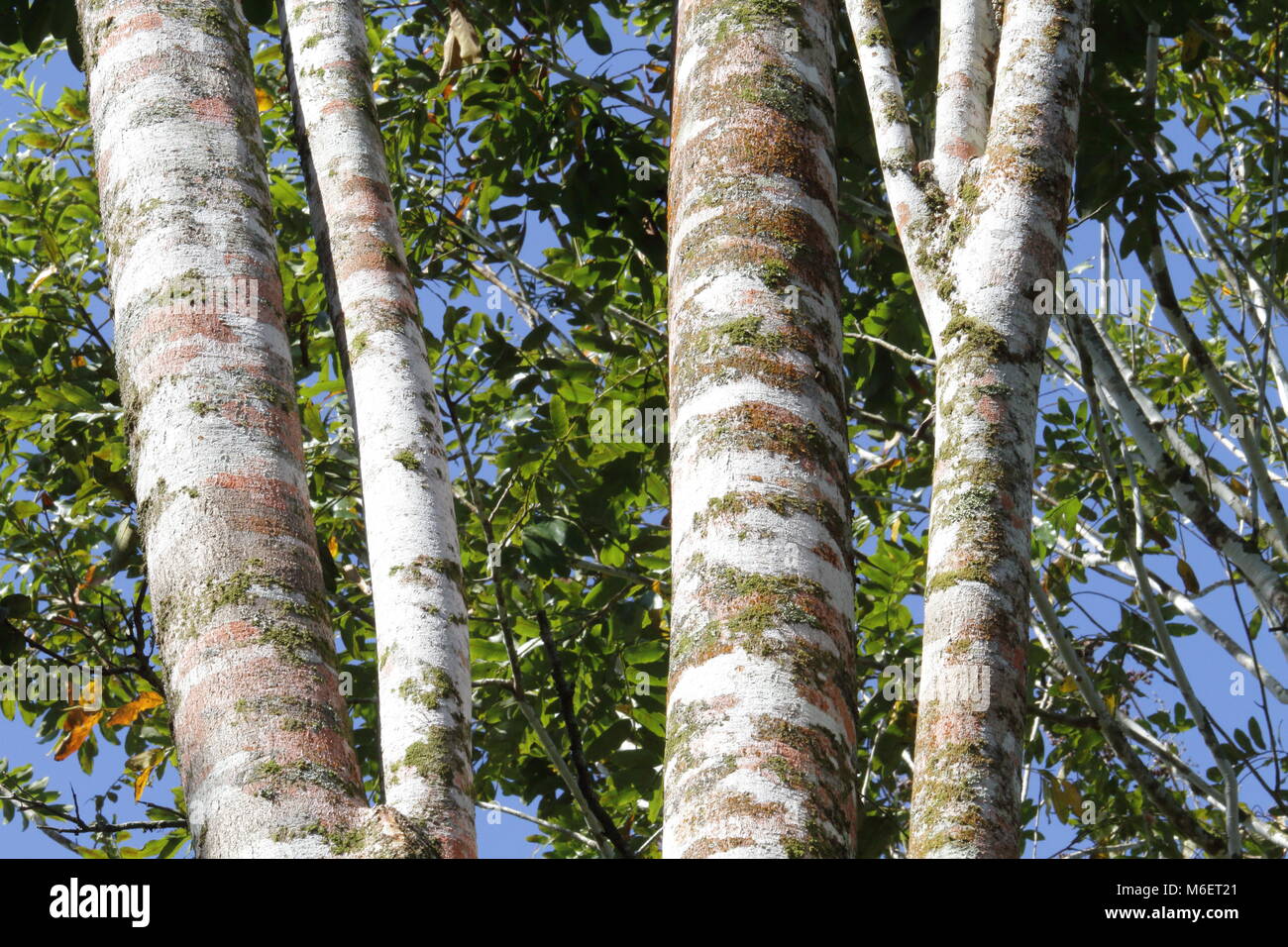 Costa Rican Tree Stock Photo