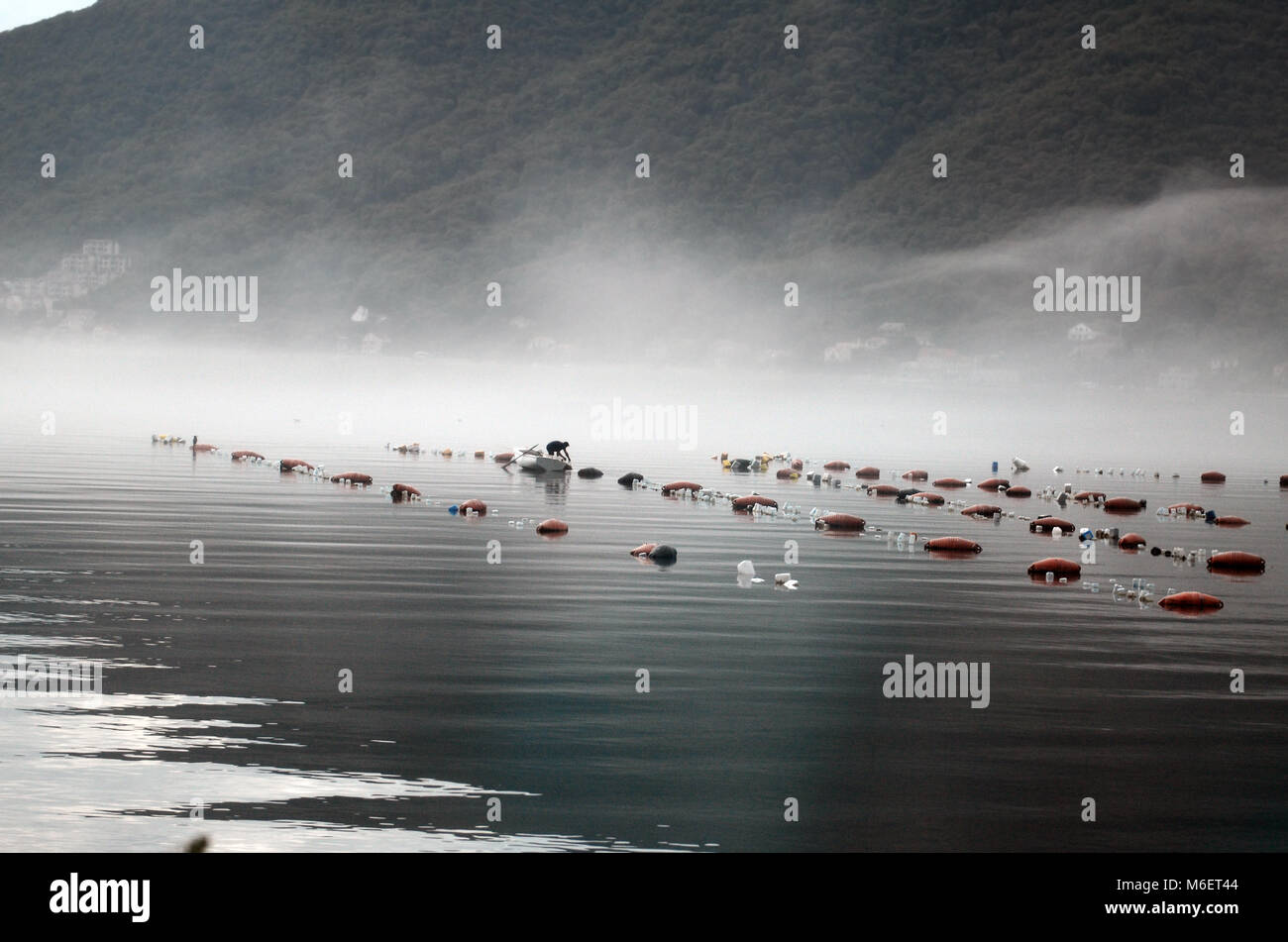 Early morning on oyster farm in Kotor bay , Montenegro Stock Photo