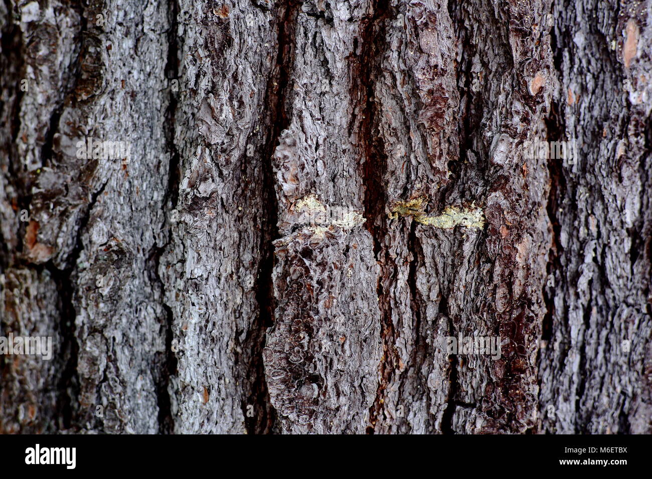 Close up detail of the bark of an old white pine tree Stock Photo