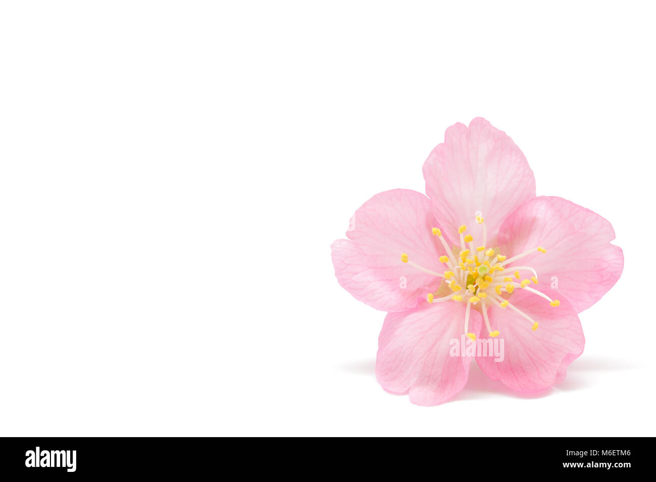 Japanese cherry blossom isolated on white background Stock Photo - Alamy