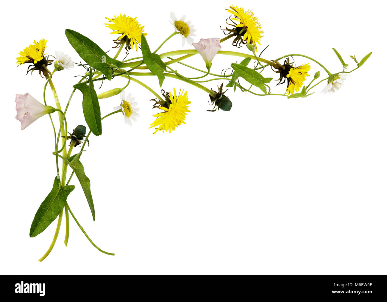 Bindweed, dandelion and daisy flowers and leaves in corner arrangement isolated on white Stock Photo