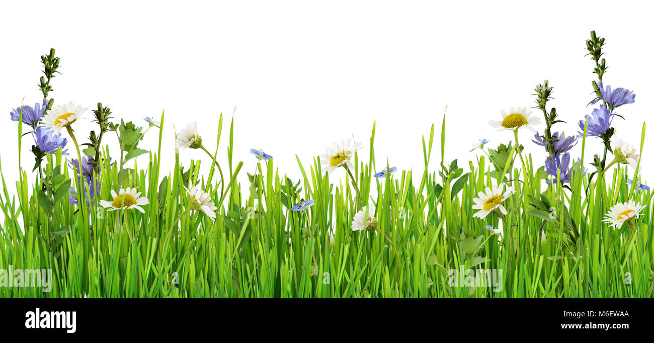 Grass and daisy flowers row isolated on white background Stock Photo ...