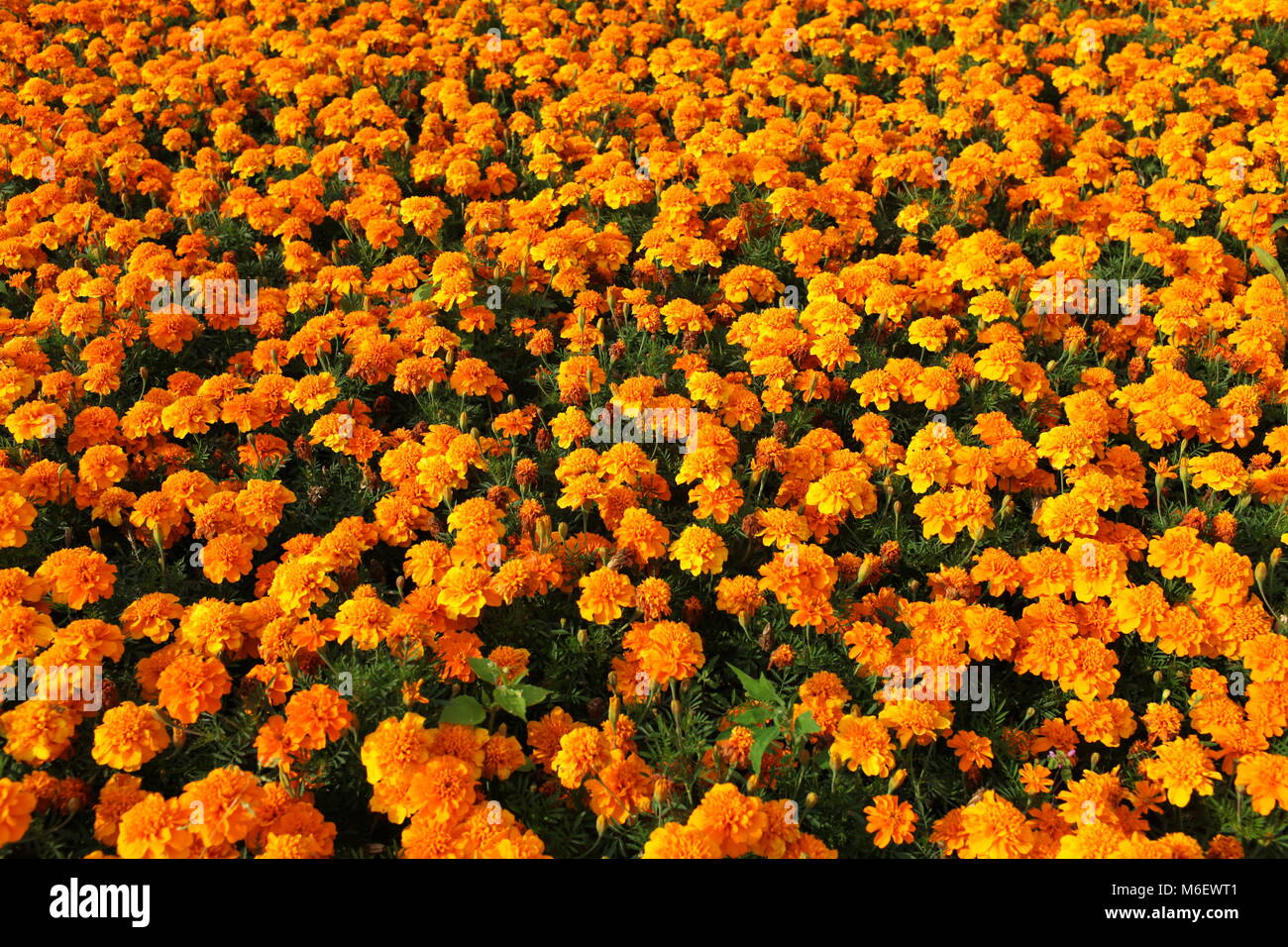 Sunny orange marigolds for sale Stock Photo Alamy