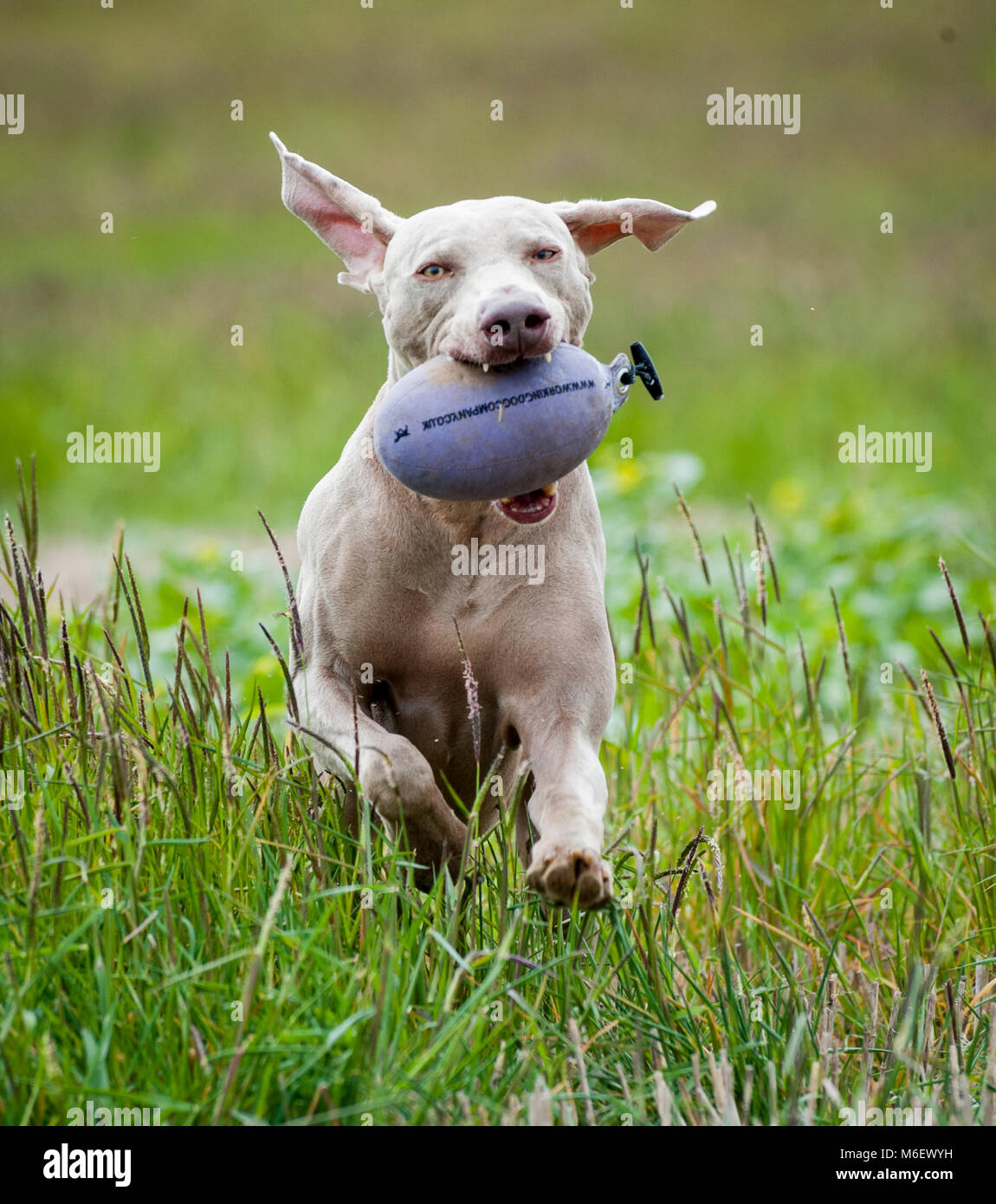 Weimaraner dog running in a field with a training dummy in its mouth Stock Photo