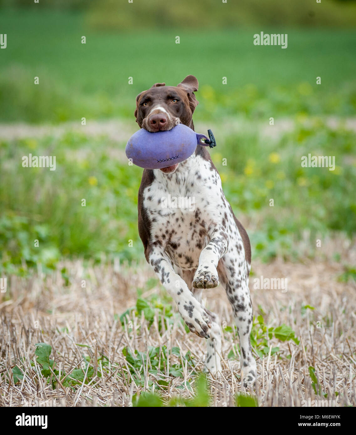 England, UK - German Pointer dog running in a field with a training dummy in its mouth Stock Photo