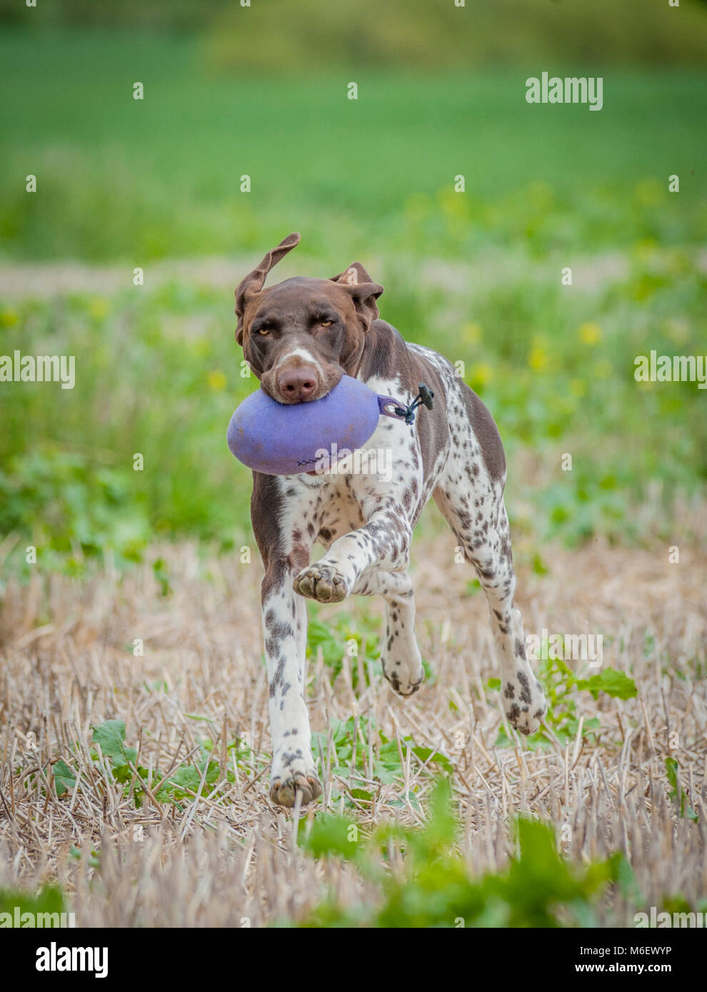 England, UK - German Pointer dog running in a field with a training dummy in its mouth Stock Photo