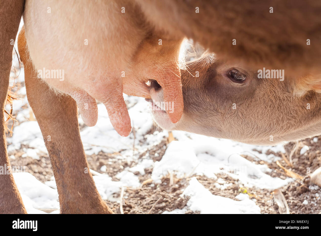 baby calf drinking milk from mother cow Stock Photo Alamy