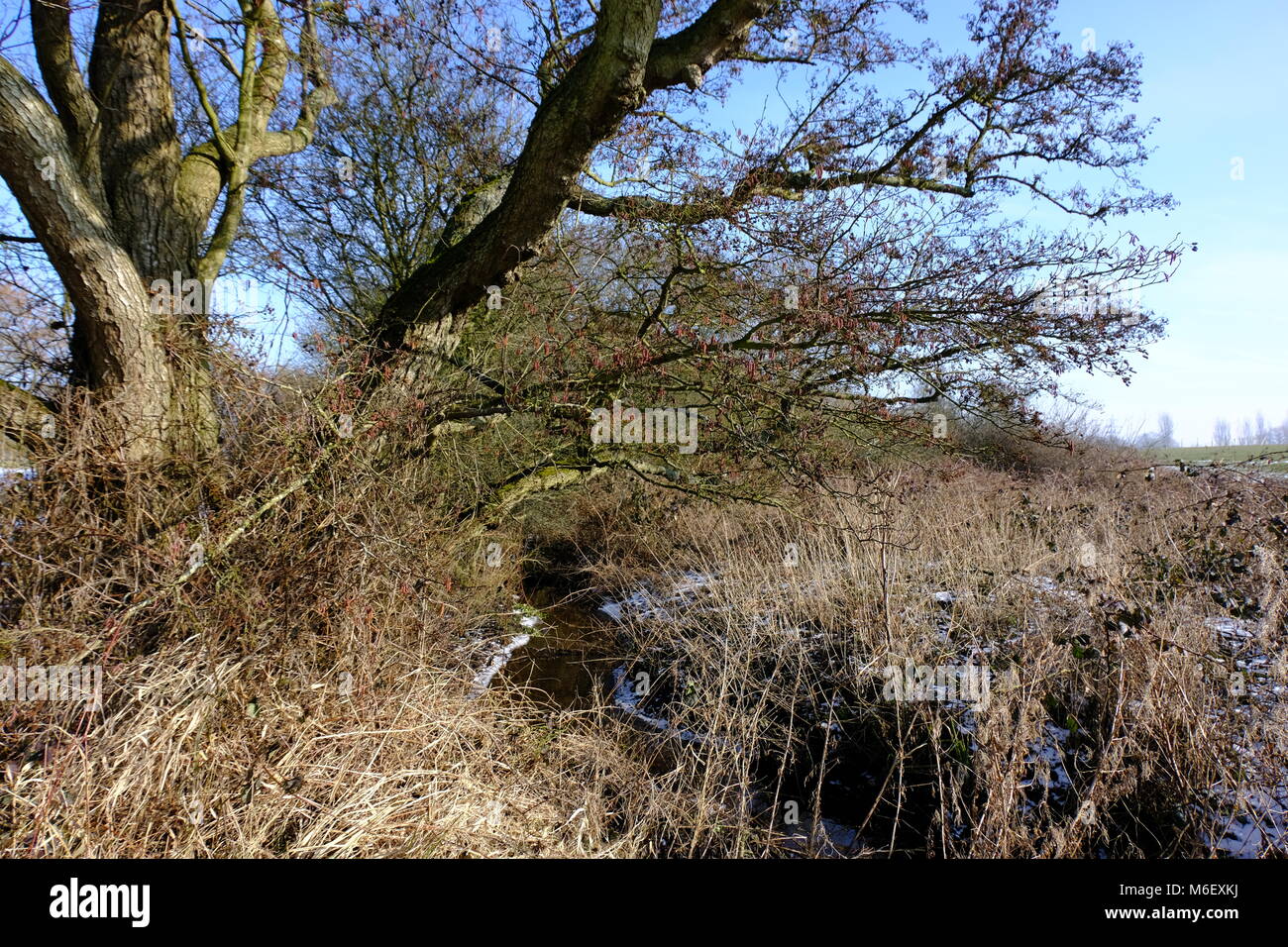 Alnus glutinosa Stock Photo