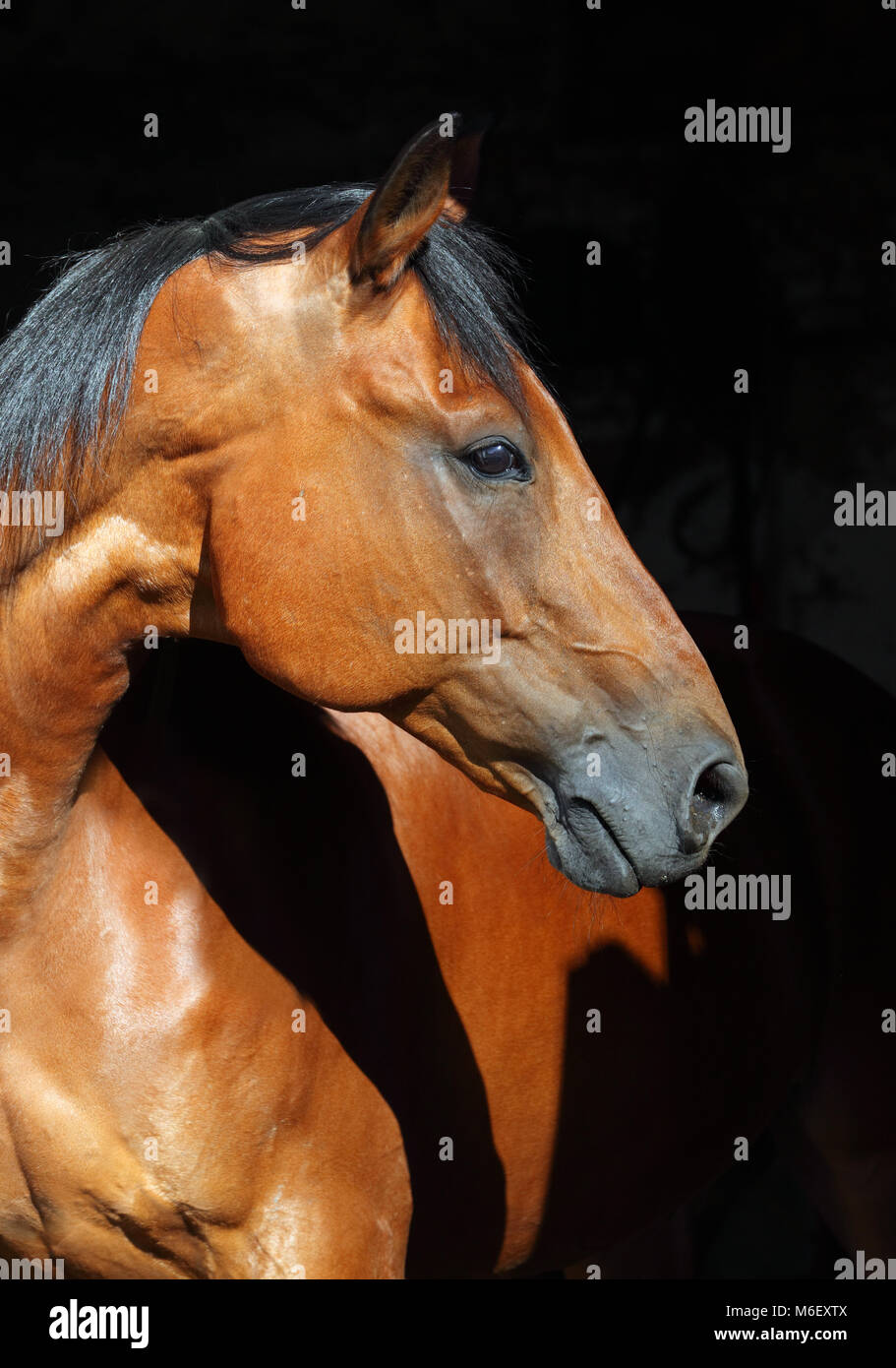 Bay purebred dressage sports horse in dark stable Stock Photo