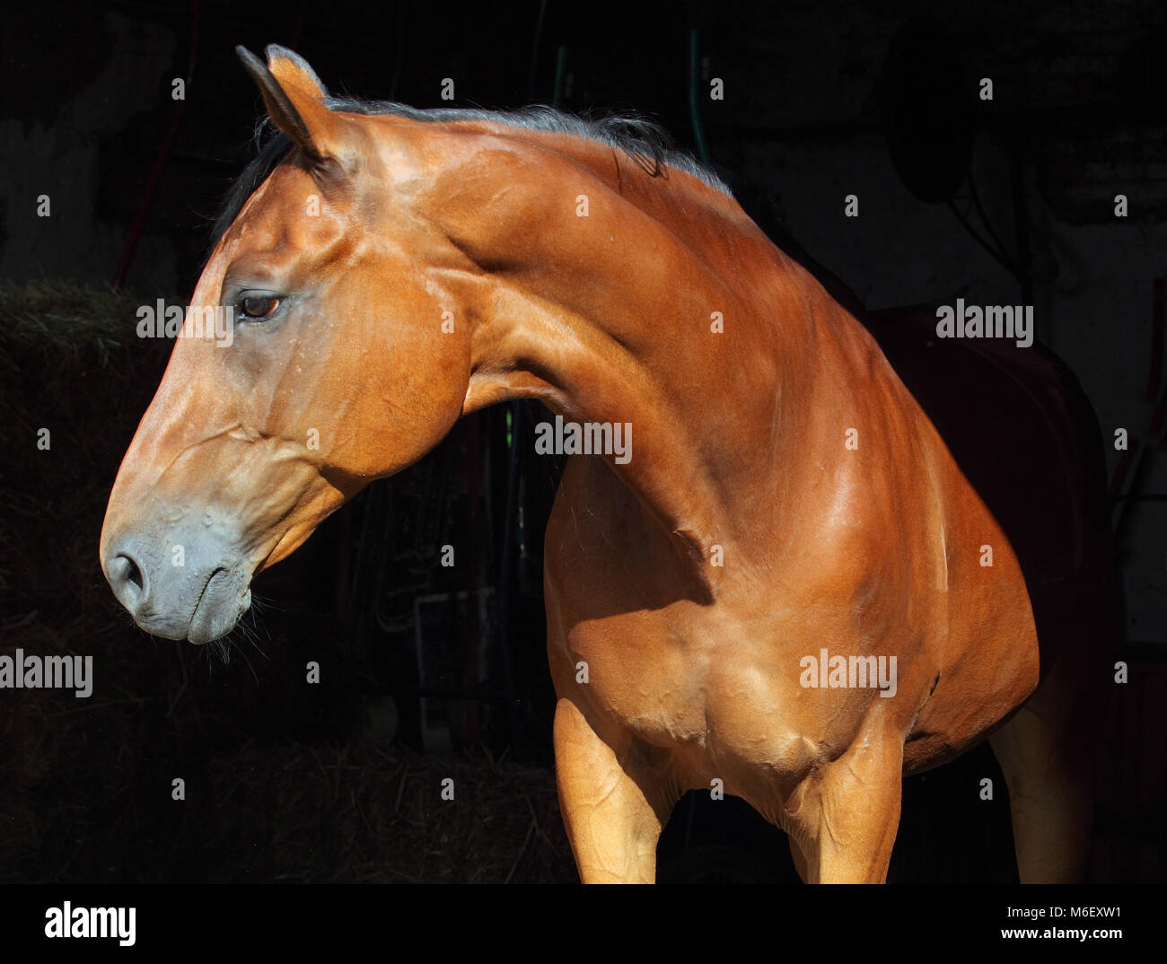 Bay purebred dressage sports horse in dark stable Stock Photo