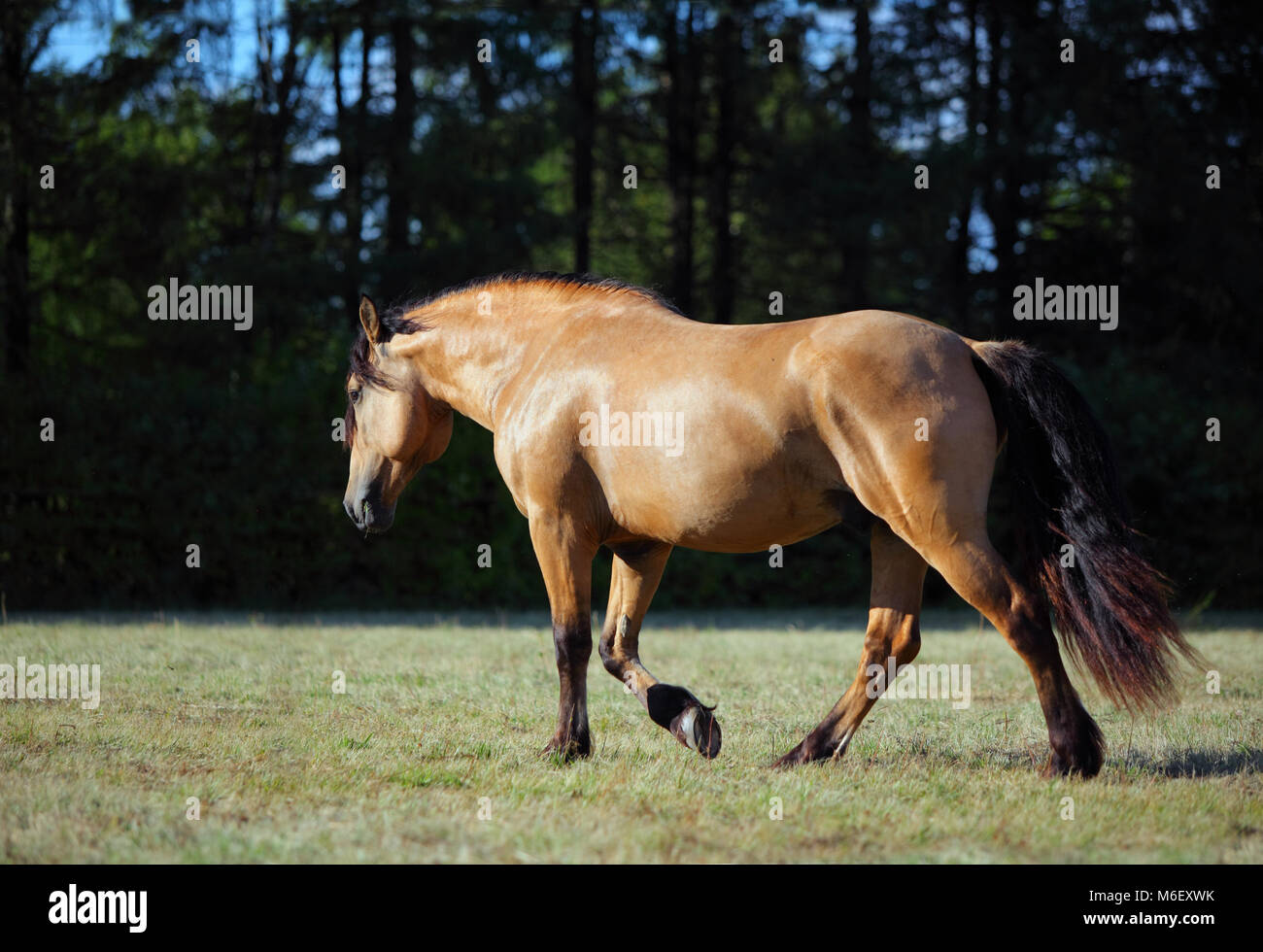 Heavy draft horse shows a lively trot In evening pasture Stock Photo