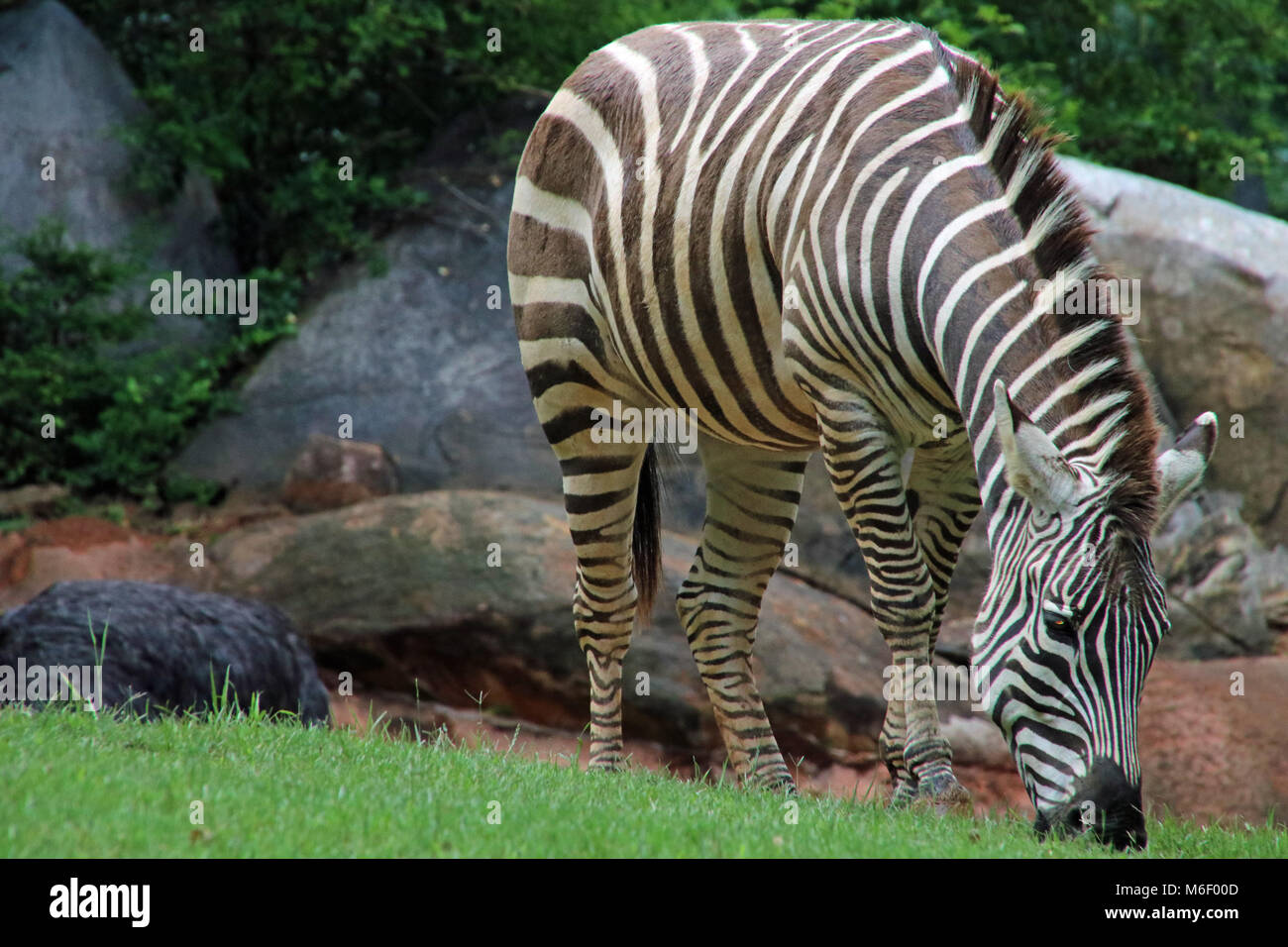 Zebras at the North Carolina Zoo Stock Photo Alamy