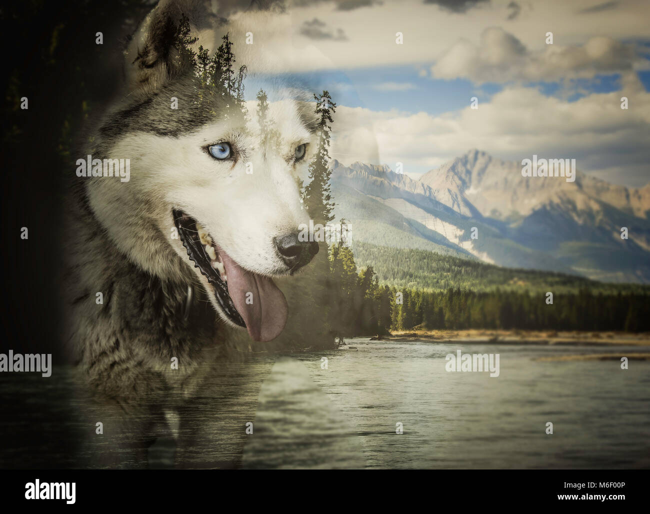 Double exposure wildlife hi-res stock photography and images - Alamy