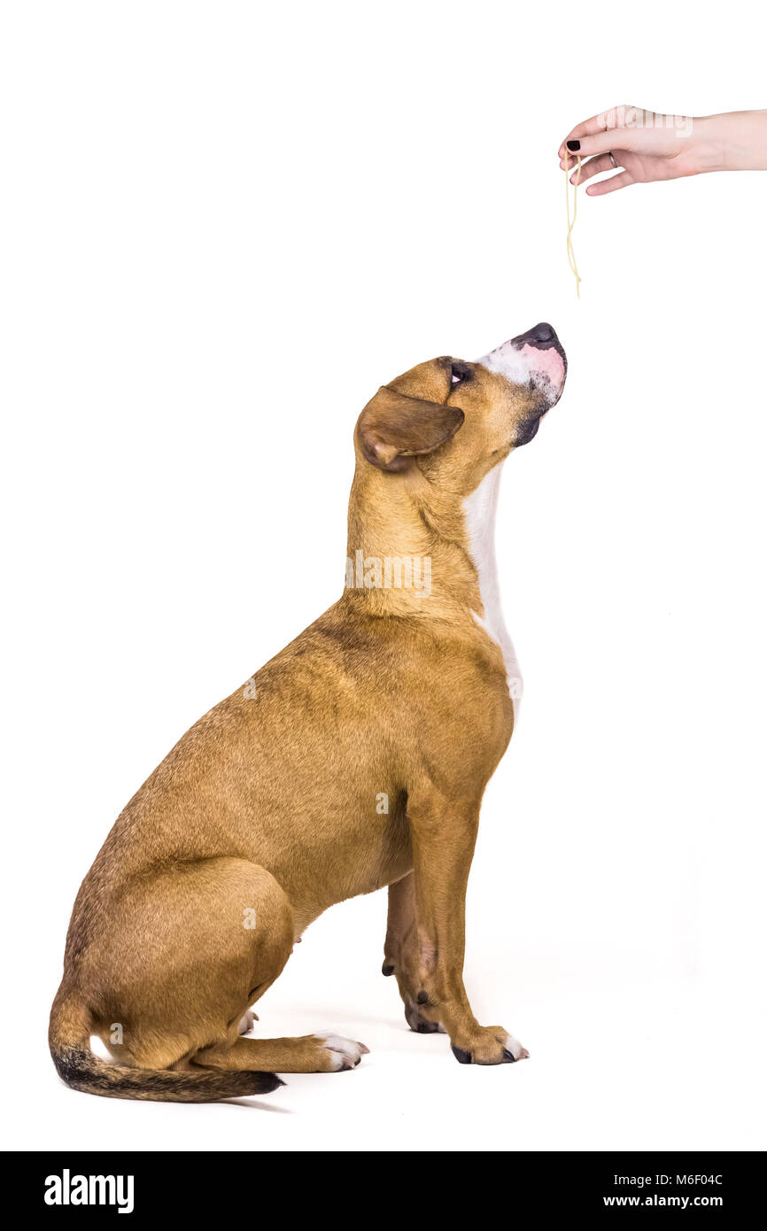 Dog sitting on white background staring at human hand with food Stock Photo