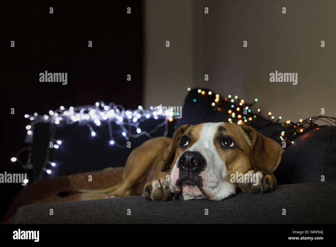 Dog on couch in cozy room with christmas tree set looking up Stock ...