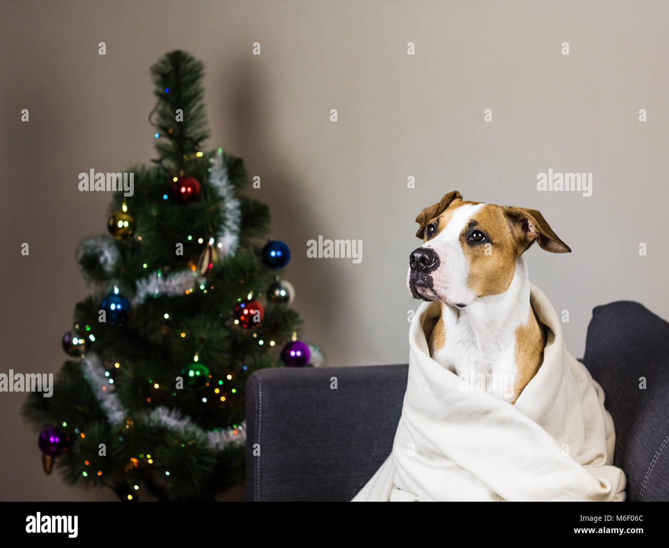 Dog on sofa and christmas fur tree Stock Photo