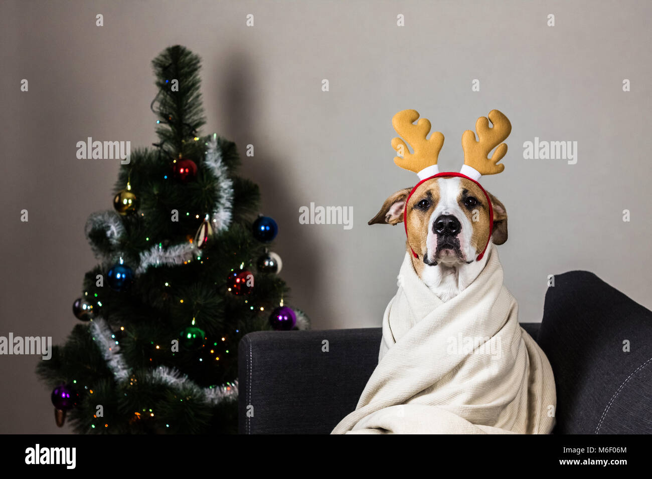 Dog in reindeer headband in front of christmas tree Stock Photo