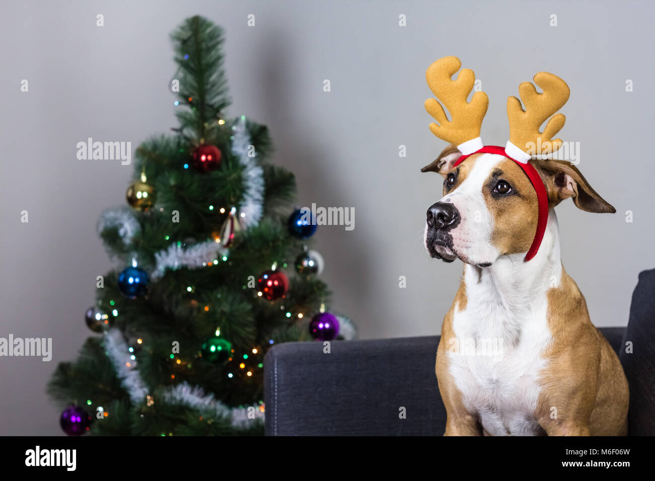 Dog in christmas reindeer headband and fur tree Stock Photo