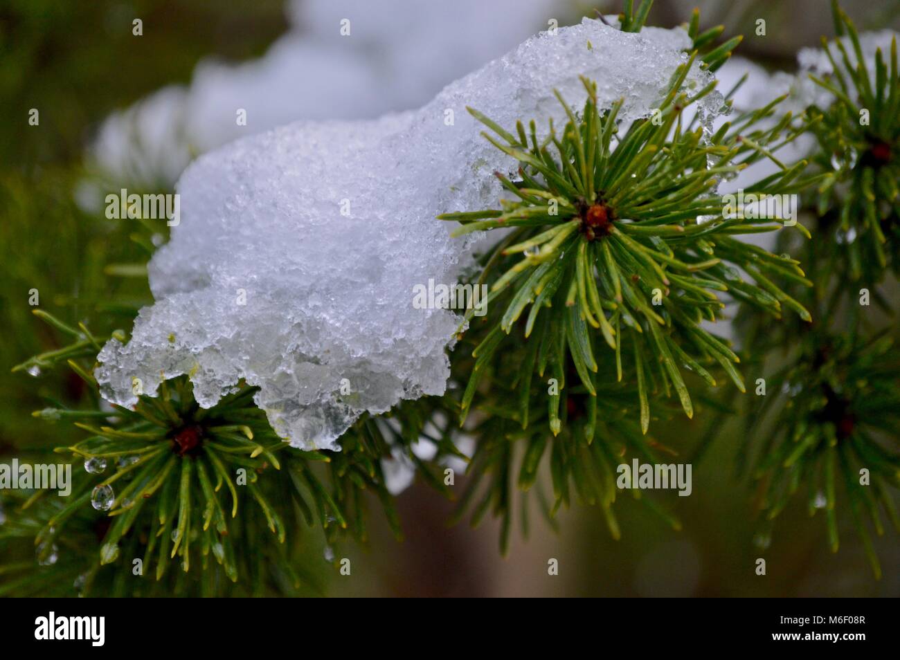 Snow on pine needles Stock Photo - Alamy