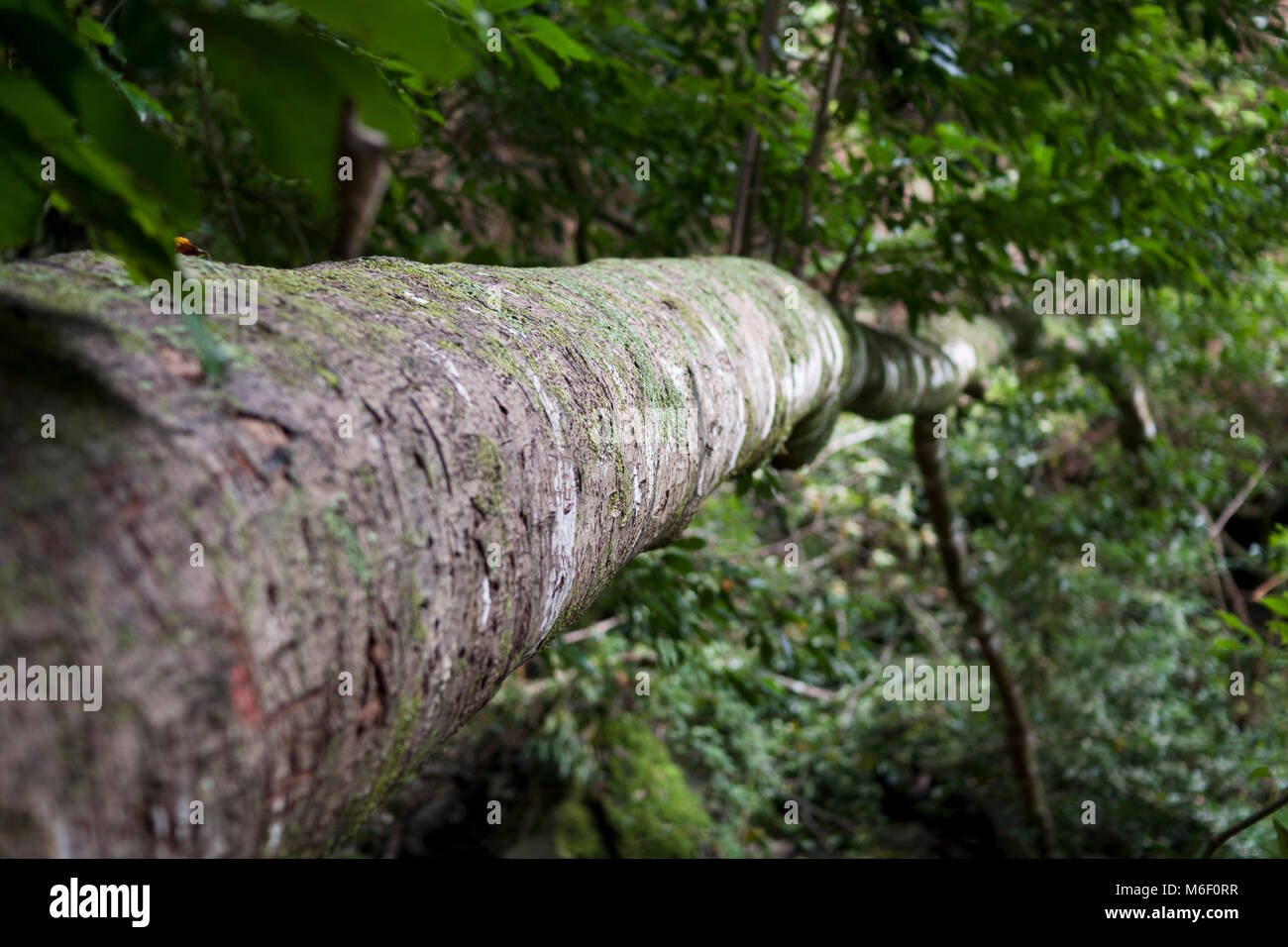 Old fallen tree in the rain forest canyon Cubo De La Galga in La Palma, Spain. Stock Photo