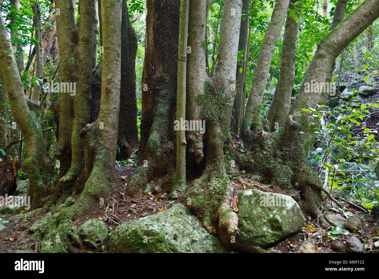 Very old tree in the rain forest canyon Cubo De La Galga in La Palma, Spain. Stock Photo