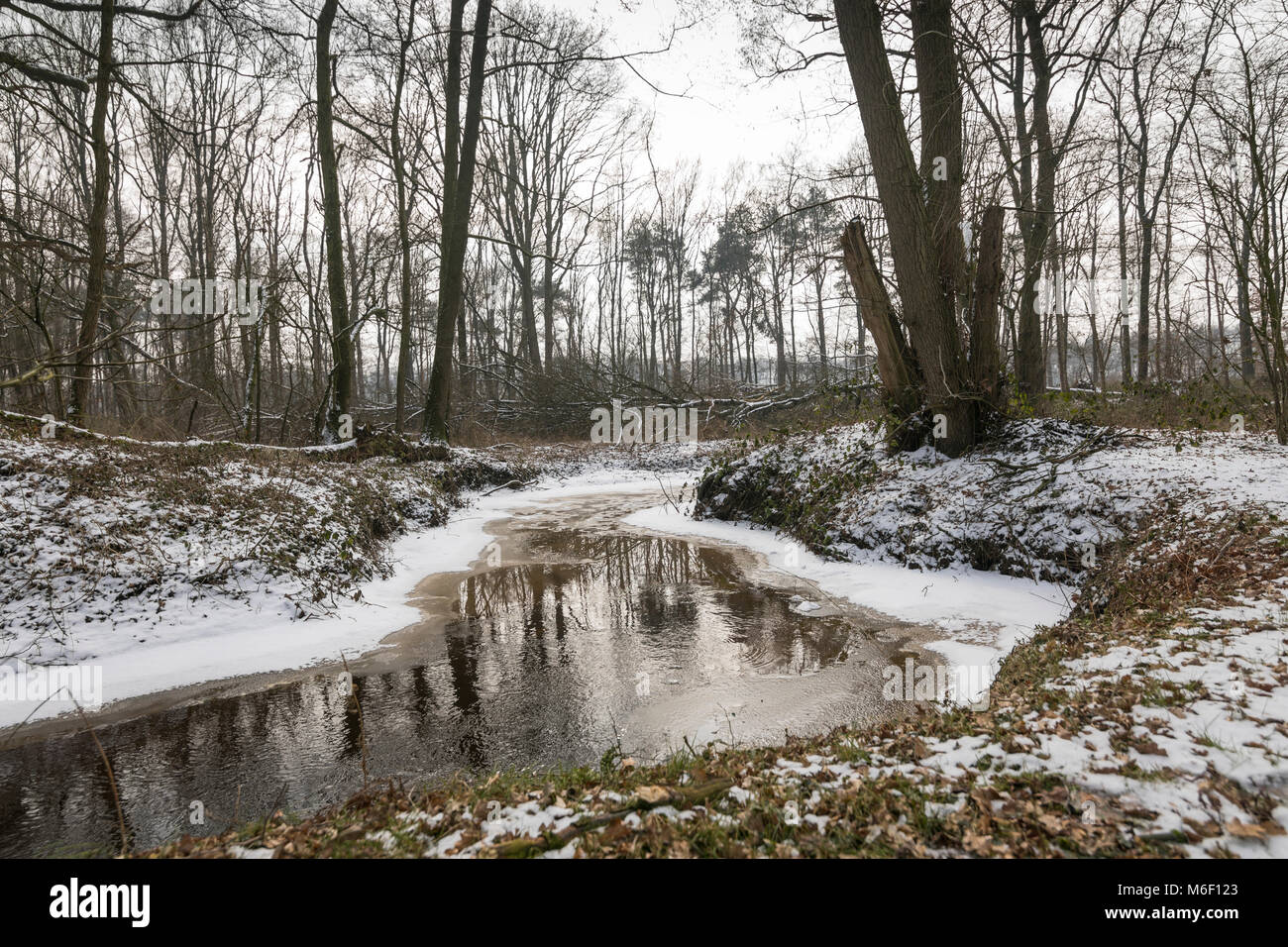 Meandering river in winter landscape with snow and ice in a forest, Netherlands Stock Photo